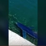 Καρχαρίες εγκλωβίστηκαν στα λιμάνια Βόλου και Γλυφάδας